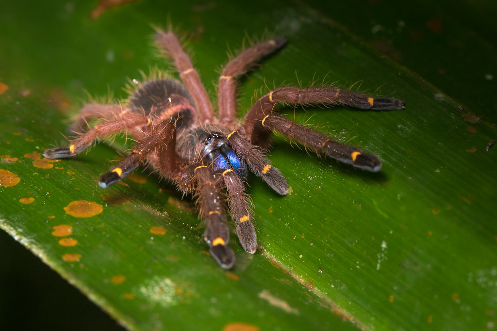 Blue fang tarantula (Ephebopus cyanognathus)