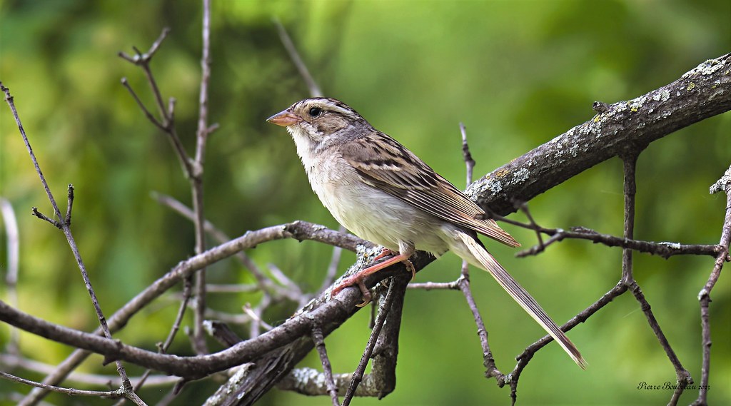 Bruant des plaines - Clay-colored sparrow St-Hyacinthe Juillet - July 2022.