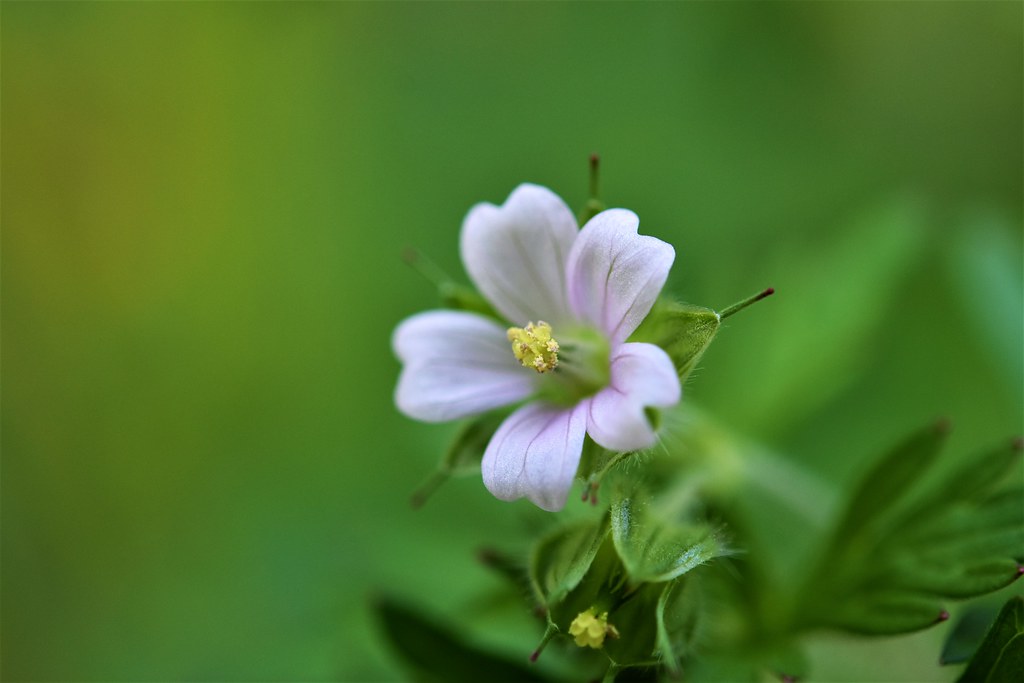Carolina geranium