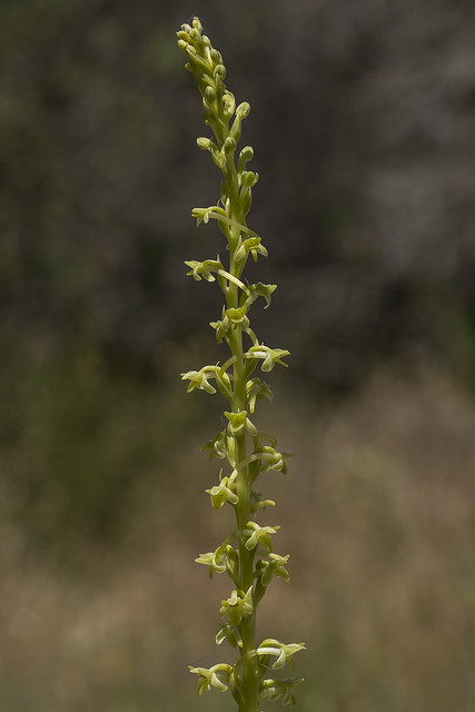 Platanthera (Piperia) michaelii - inflorescence