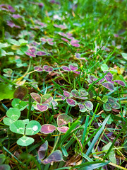 Trifolium repens 'Atropurpureum'