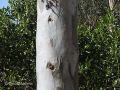 Blauer Eucalyptus (Eucalyptus globulus) (3)