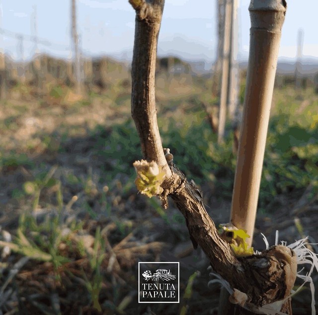 La primavera è arrivata anche nelle nostre vigne di Contrada Palmento Bianco e Valcorrente ☀️🍃