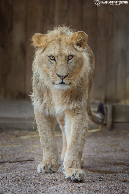 African Lion - Zoo Amneville