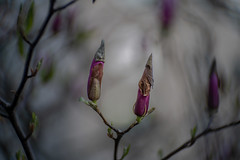 magnolias with hats, Frankfurt