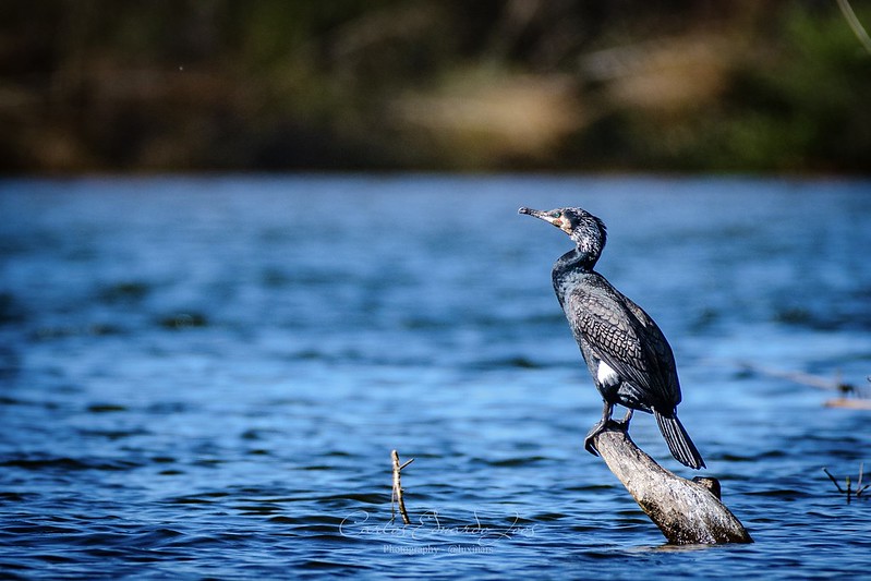 Great Cormorant behavior