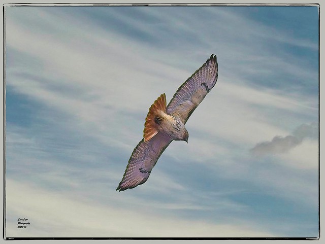 Red-tail 3_28_23