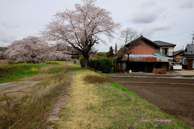 Sakura Tree & Rusty house