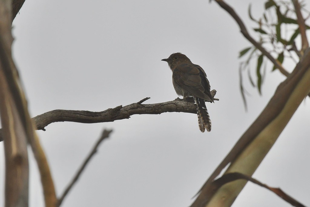 Fan-tail Cuckoo