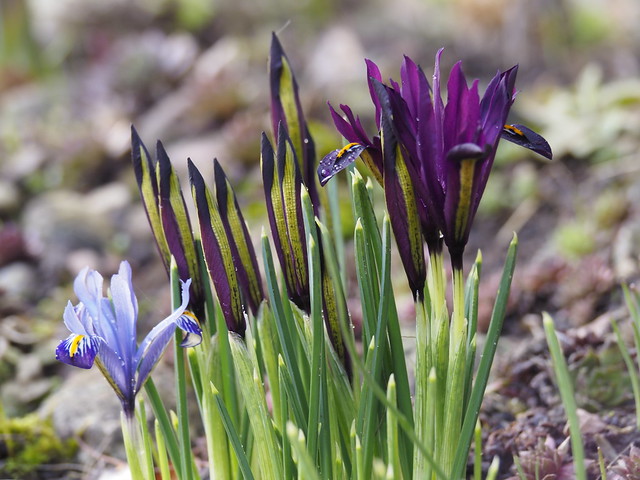 Iris reticulata 'Gordon' & 'J.S. Dijt'