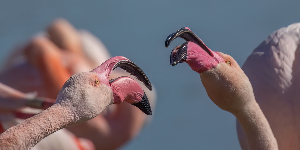 Close up - Greater Flamingos