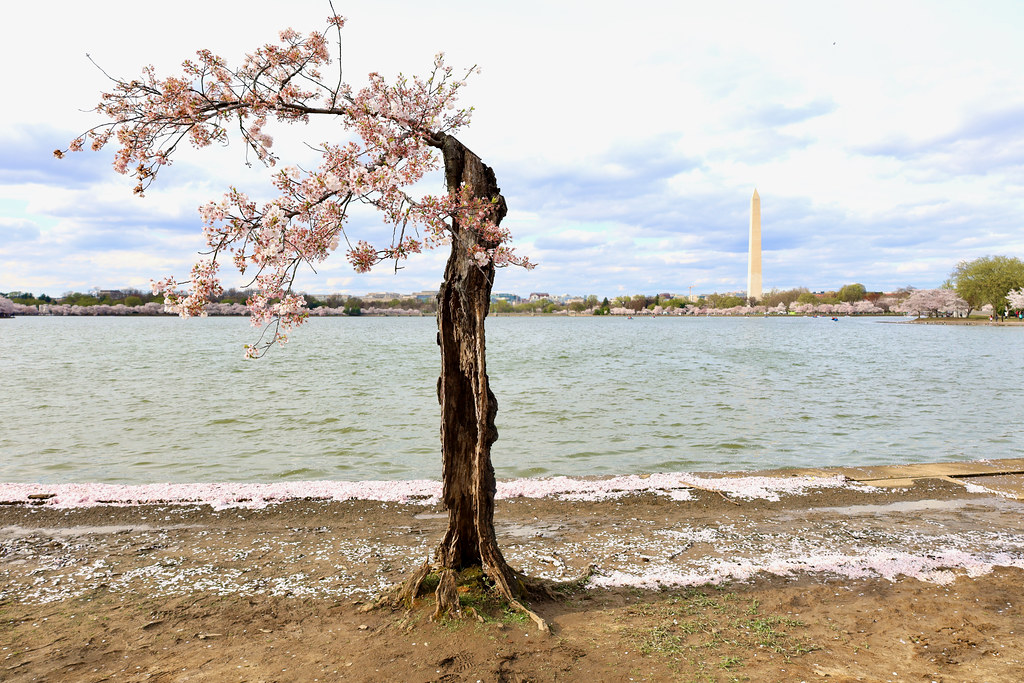 Stumpy the persevering cherry blossom tree