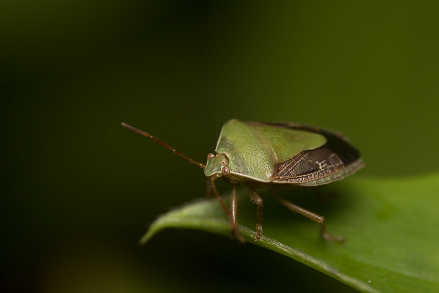 Percevejo - Bug