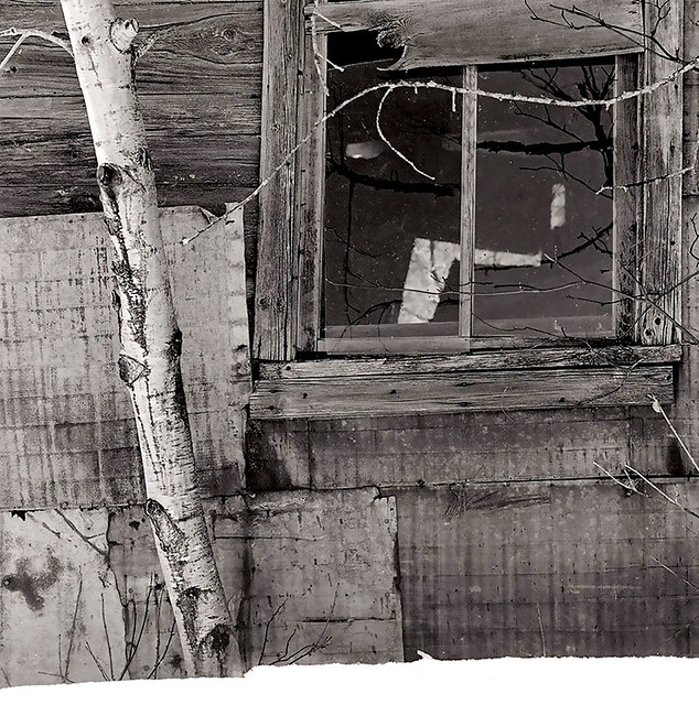Poplar and Window