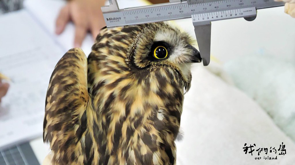 送到台中市野生動物保育學會救傷的短耳鴞，正進行基本的檢傷程序