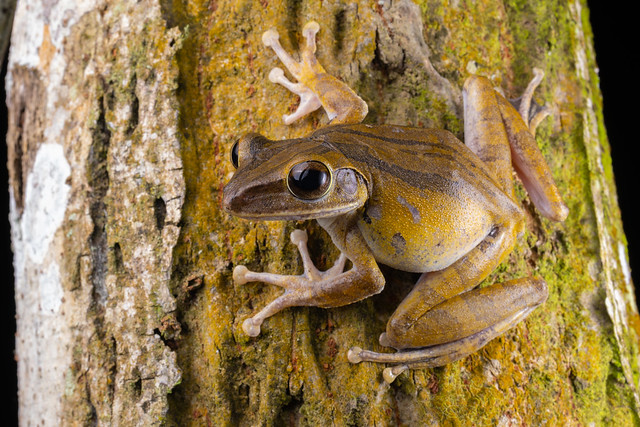 Brown Tree Frog - Polypedates megacephalus