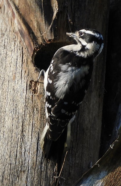Downey Woodpecker's Nest Hole