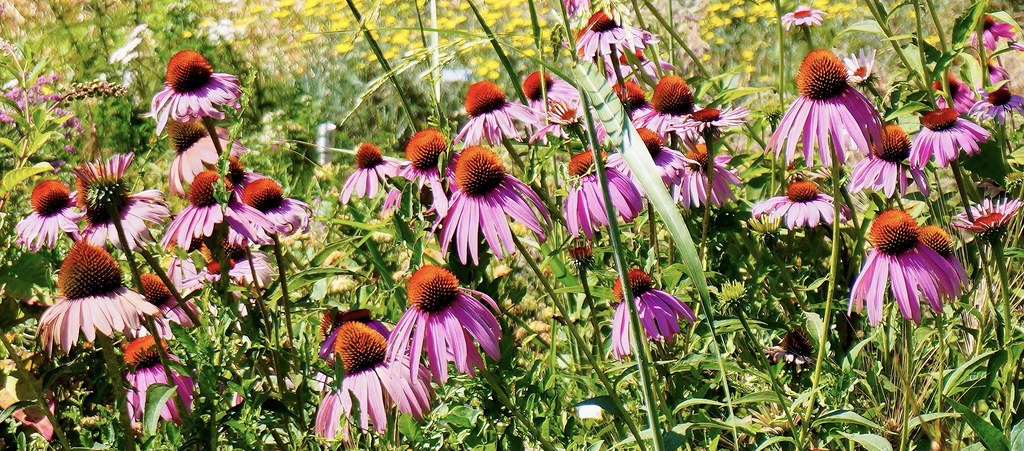 purple western cone flowers, central valley ca us