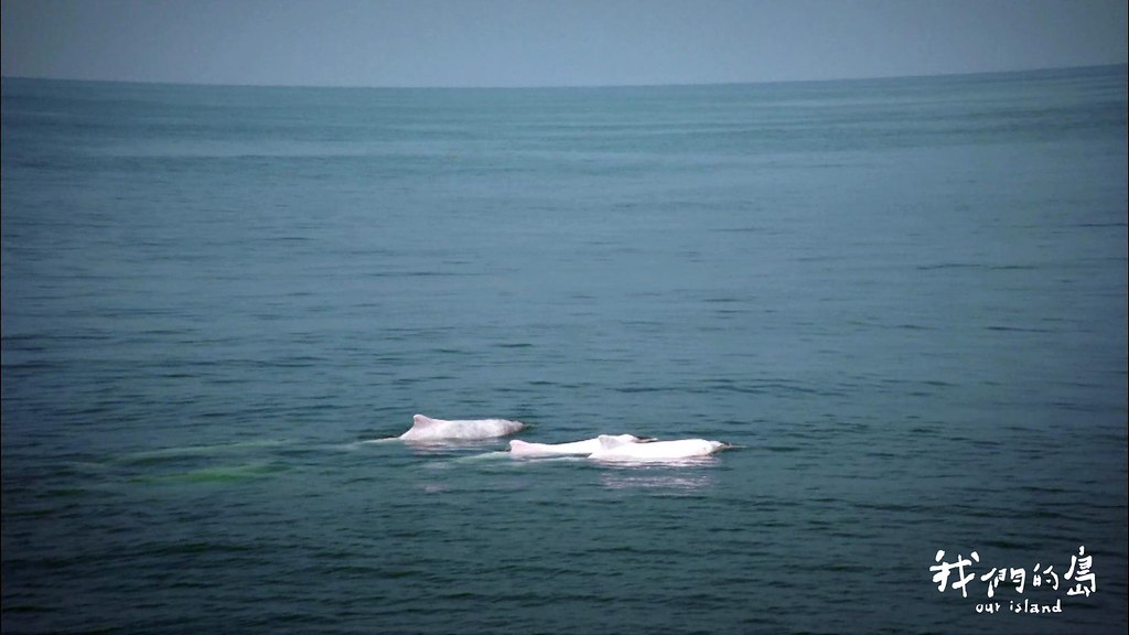 專家擔心離岸風機的工程噪音會影響依賴音波生活的海豚