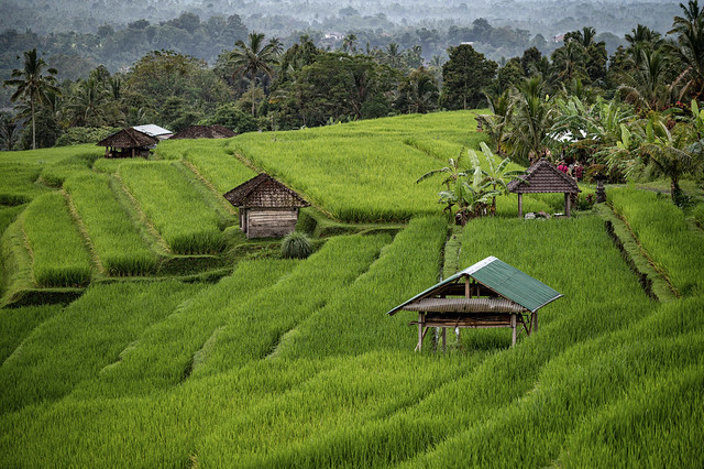 Rice Terraces of Bali