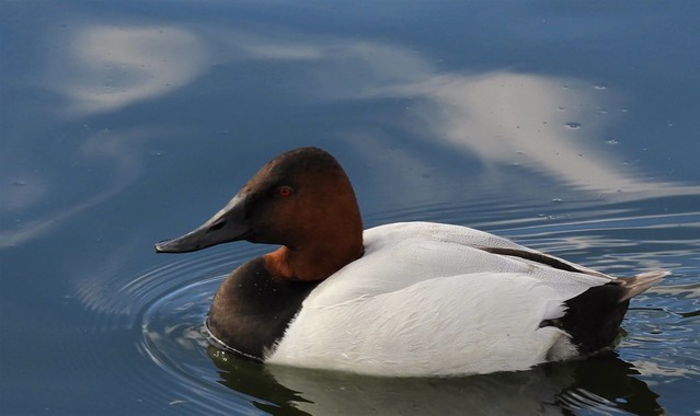 A Canvasback in Tucson!