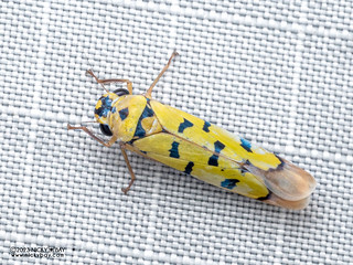 Leafhopper (Anatkina annandalei) - P3185646