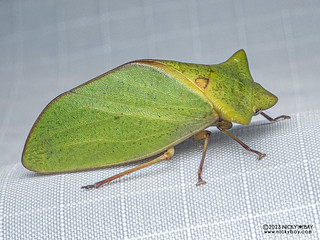 Flat-headed leafhopper (Tituria sp.) - P3175532