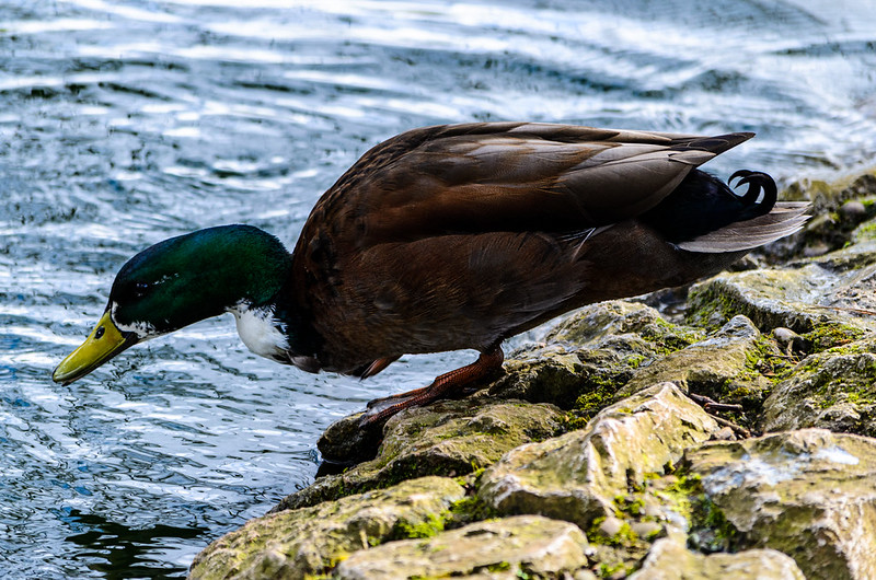Long-staying mallard cross drake, dark plumage, West Park