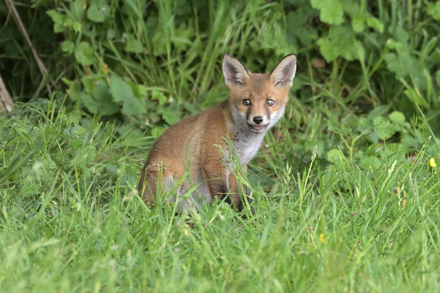 Fox Cub (image 2 of 3)