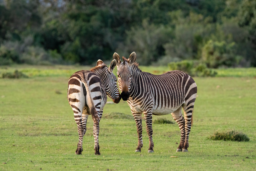 Cape Mountain Zebra | De Hoop Nature Reserve | South Africa