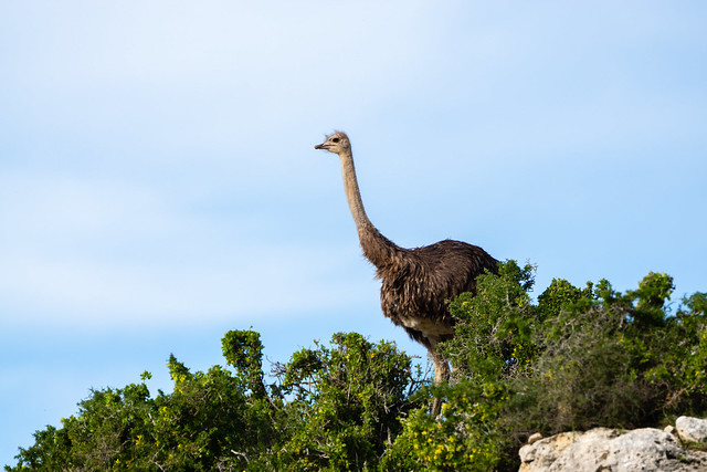 Ostrich | De Hoop Nature Reserve | South Africa