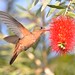 Beautiful Cinnamon Hummingbird in Mexico