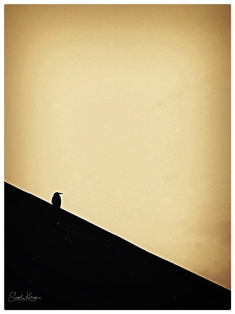 The lone bird