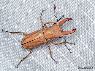 Stag beetle (Cyclommatus lunifer) - P3175315