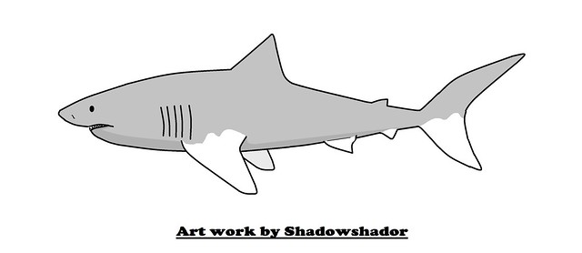 White shark (Carcharodon subserratus†)