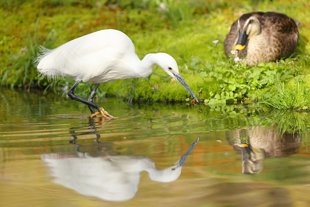 Egret and duck