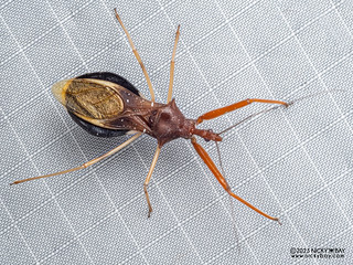 Assassin bug (Harpactorini) - P3175536