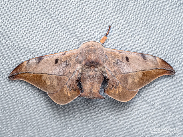 Glory moth (Mustilizans dierli) - P3175512