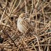 Reed bunting/ female
