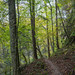 Appalachian forest path