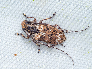 Longhorn beetle (Mutatocoptops malaisianus) - P3175297