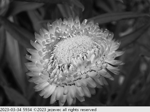 2023-03-34 5934 Flowers - Taipei Rose Festival 2023 | by Jezevec40 (formerly Badger 23)