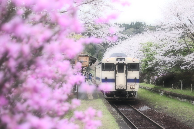 cherry blossom　＜sakura -桜＞