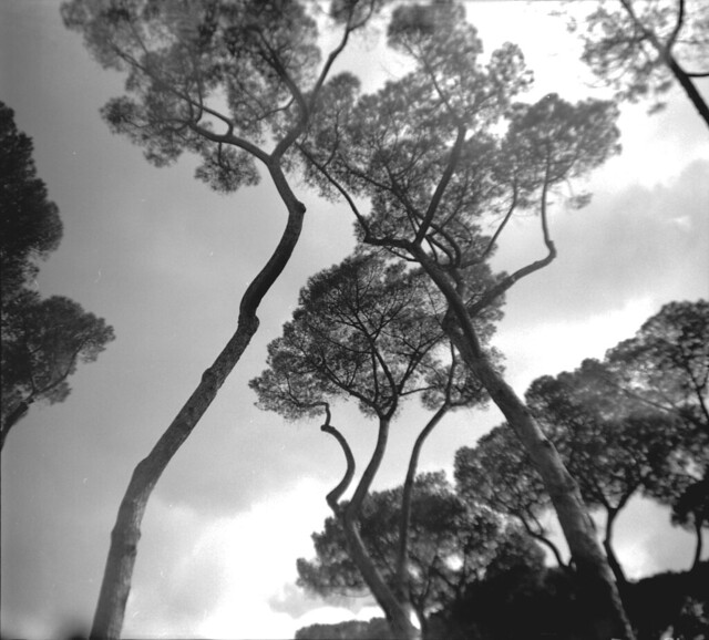 Italian inspirations No2 - The pines