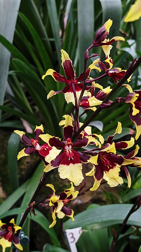 Oncidium sp. —Orchidaceae.
