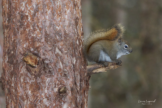 Écureuil roux / Red squirrel