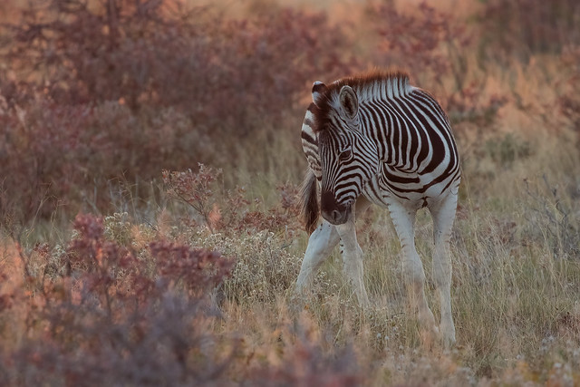 Zebra Foal: Late Afternoon Light