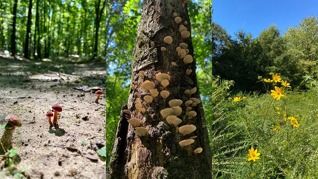 a photo collage of mushrooms on the trail, mushrooms growing on a tree, and yellow wildflowers 