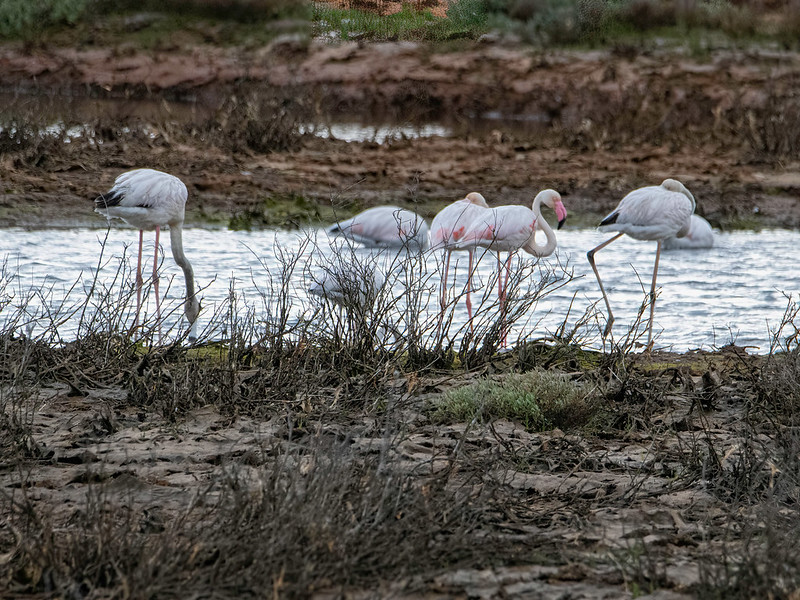 Flamingo (Phoenicopterus roseus)-350_0691-bewerkt
