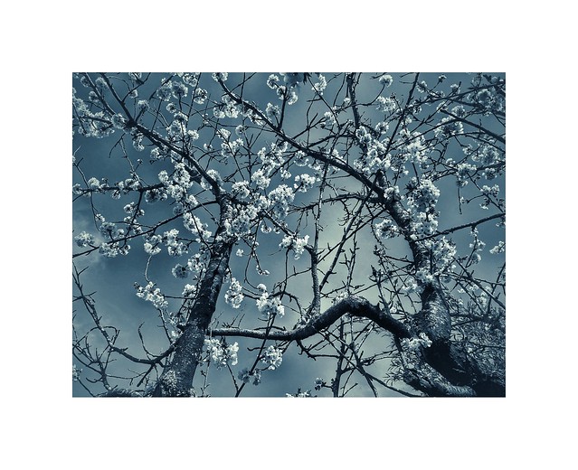 « Je veux faire de toi ce que fait le printemps avec les cerisiers… » Pablo Neruda - 1